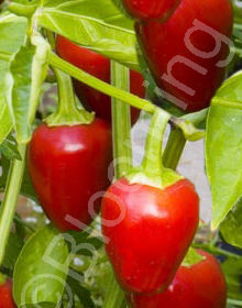 Capsicum annuum 'Mini Bell'